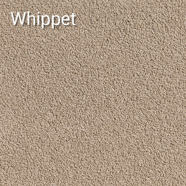 Pacific-Whippet-Carpet